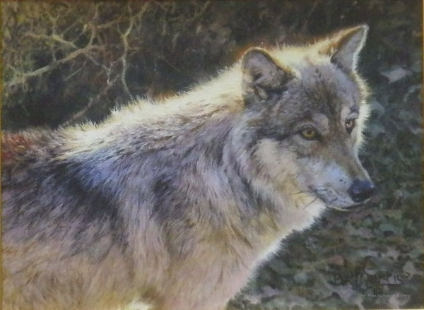 Hayden Valley Wolf by Bonnie Marris