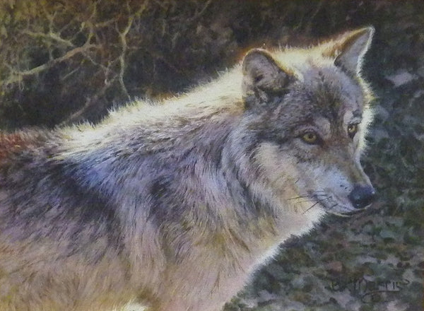 Bonnie Marris Painting "Hayden Valley Wolf"