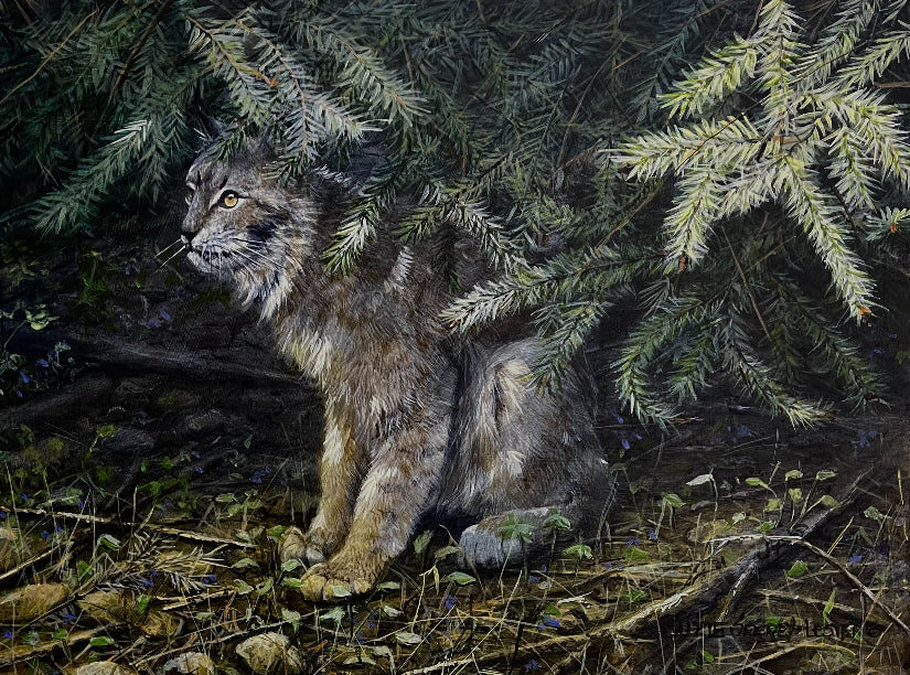 Suzie Seerey-Lester Painting "Undercover" Bobcat Available