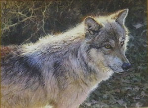 Hayden Valley Wolf OIl by Bonnie Marris