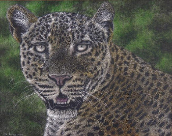 Leopard Portrait by Dennis Logsdon