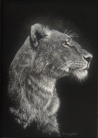 Dennis Logsdon Scratchboard "Proud Lioness"