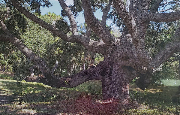 Photo of Ancient Oak Tree  by Kila