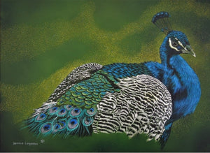 Dennis Logsdon Scratchboard "Sir Peacock"